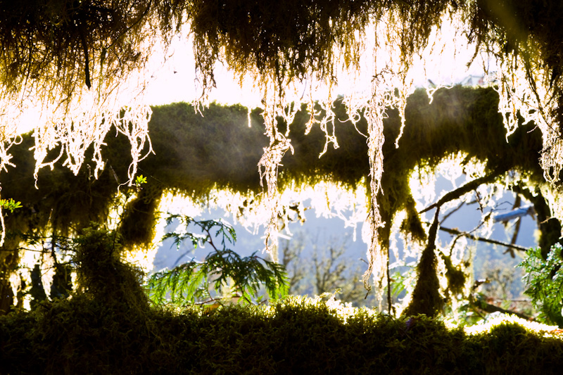 Moss Covered Tree Limb